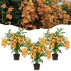 Orange Trumpet Plant - Live Flowering Vine - 3 Pack 5-7 Inch - Outdoor - Image 1