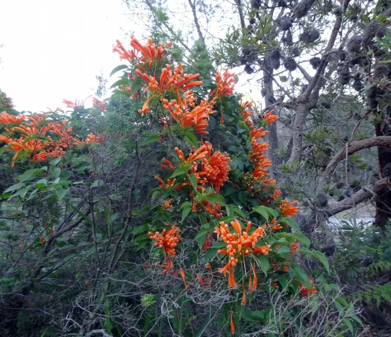 Orange Trumpet Vine Cuttings - Set of 12, 6-10 Inches, Hummingbird Attractor, Perennial Orange Trumpet Vine Cuttings - Set of 12, 6-10 Inches, Hummingbird Attractor, Perennial - Image 2