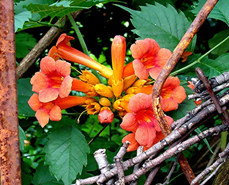 Orange Trumpet Vine Cuttings - Set of 12, 6-10 Inches, Hummingbird Attractor, Perennial Orange Trumpet Vine Cuttings - Set of 12, 6-10 Inches, Hummingbird Attractor, Perennial - Image 3