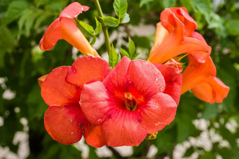 Orange Trumpet Vine Cuttings - Set of 12, 6-10 Inches, Hummingbird Attractor, Perennial Orange Trumpet Vine Cuttings - Set of 12, 6-10 Inches, Hummingbird Attractor, Perennial - Image 1