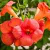 Orange Trumpet Vine Cuttings - Set of 12 Hummingbird Vine Cuttings, 6-10 Inches, Outdoor Perennial - Image 1