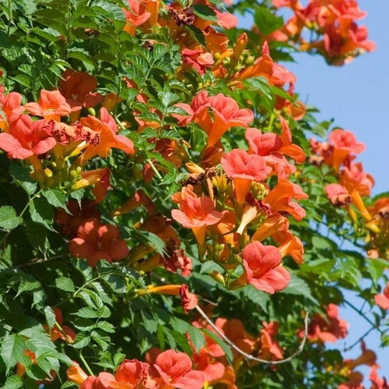 Orange Trumpet Vine Live Plant 5-7 Inch - Hardy Flowering Climber for Outdoor - Image 2