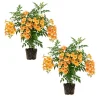 Orange Trumpet Vine Live Plant 5-7 Inch - Hardy Flowering Climber for Outdoor - Image 1