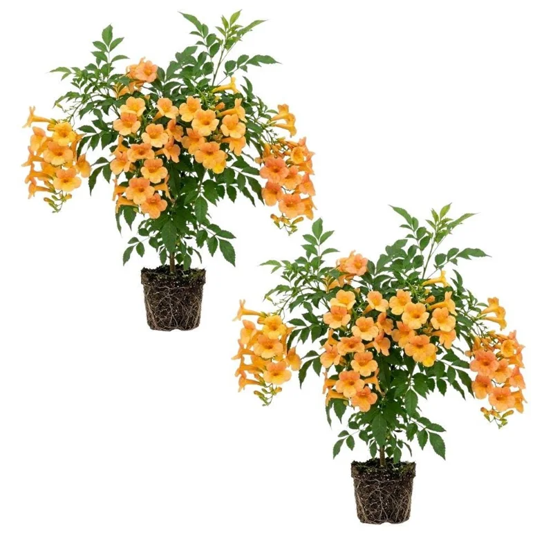 Orange Trumpet Vine Live Plant 5-7 Inch - Hardy Flowering Climber for Outdoor - Image 1