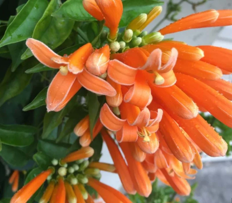 Orange Trumpet Vine Live Plant - Campsis radicans - Set of 2 Starter Plants, 4-6" Tall - Fast Growing Climbing Flower Orange Trumpet Vine Live Plant - Campsis radicans - Set of 2 Starter Plants, 4-6" Tall - Fast Growing Climbing Flower - Image 2