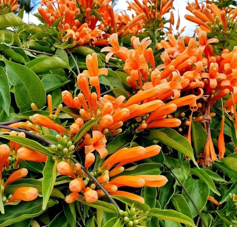 Orange Trumpet Vine Live Plant - Campsis radicans - Set of 2 Starter Plants, 4-6" Tall - Fast Growing Climbing Flower Orange Trumpet Vine Live Plant - Campsis radicans - Set of 2 Starter Plants, 4-6" Tall - Fast Growing Climbing Flower - Image 3