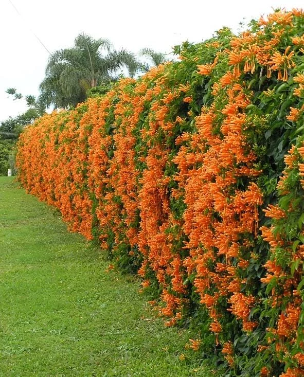 Orange Trumpet Vine Live Plant - Campsis radicans - Set of 2 Starter Plants, 4-6" Tall - Fast Growing Climbing Flower Orange Trumpet Vine Live Plant - Campsis radicans - Set of 2 Starter Plants, 4-6" Tall - Fast Growing Climbing Flower - Image 4