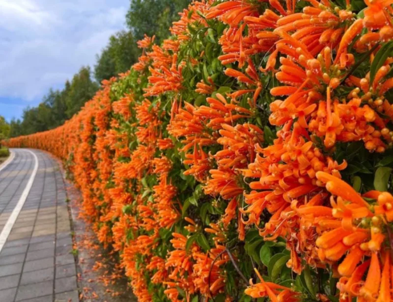 Orange Trumpet Vine Live Plant - Campsis radicans - Set of 2 Starter Plants, 4-6" Tall - Fast Growing Climbing Flower Orange Trumpet Vine Live Plant - Campsis radicans - Set of 2 Starter Plants, 4-6" Tall - Fast Growing Climbing Flower - Image 5