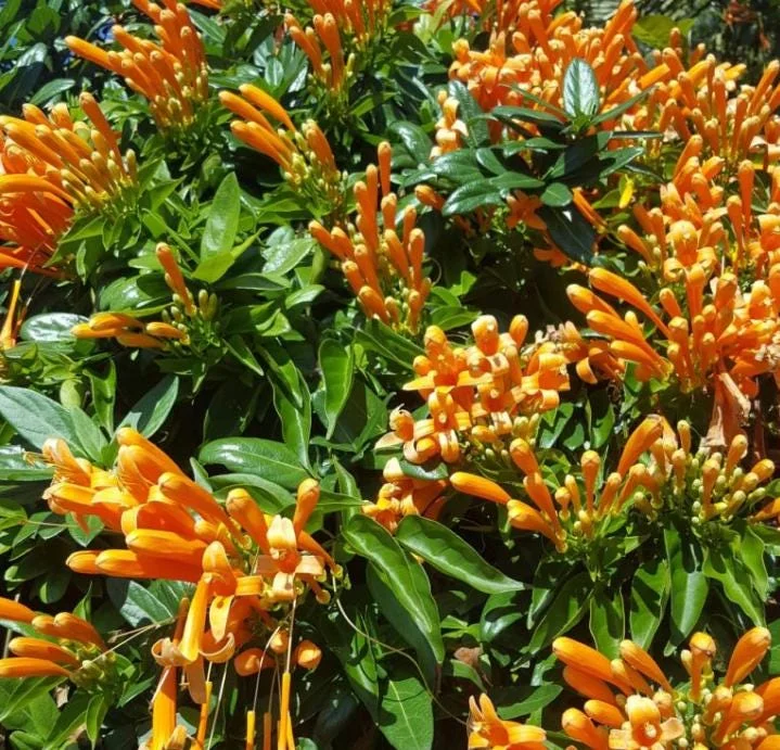 Orange Trumpet Vine Live Plant - Campsis radicans - Set of 2 Starter Plants, 4-6" Tall - Fast Growing Climbing Flower Orange Trumpet Vine Live Plant - Campsis radicans - Set of 2 Starter Plants, 4-6" Tall - Fast Growing Climbing Flower - Image 6