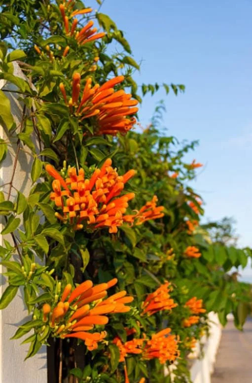 Orange Trumpet Vine Live Plant - Campsis radicans - Set of 2 Starter Plants, 4-6" Tall - Fast Growing Climbing Flower Orange Trumpet Vine Live Plant - Campsis radicans - Set of 2 Starter Plants, 4-6" Tall - Fast Growing Climbing Flower - Image 7
