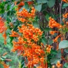 Orange Trumpet Vine Live Plant - Campsis radicans - Set of 2 Starter Plants, 4-6" Tall - Fast Growing Climbing Flower - Image 1