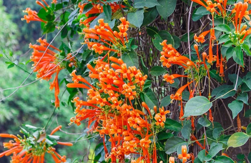 Orange Trumpet Vine Live Plant - Campsis radicans - Set of 2 Starter Plants, 4-6" Tall - Fast Growing Climbing Flower Orange Trumpet Vine Live Plant - Campsis radicans - Set of 2 Starter Plants, 4-6" Tall - Fast Growing Climbing Flower - Image 1