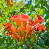 Orange Trumpet Vine Live Plants - Set of 4, 4-6in Tall Climbing Vine - Image 1