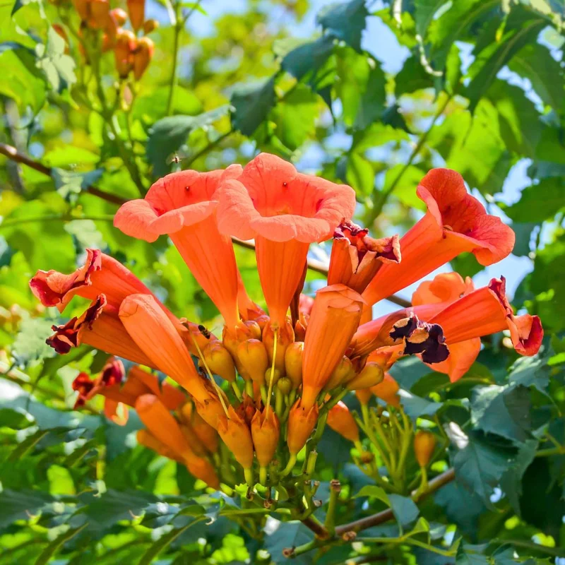 Orange Trumpet Vine Live Plants - Set of 4, 4-6in Tall Climbing Vine - Image 1