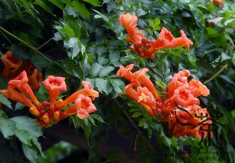 Orange Trumpet Vine Seeds - 100+ Campsis radicans Seeds for Hummingbird Gardens Orange Trumpet Vine Seeds - 100+ Campsis radicans Seeds for Hummingbird Gardens - Image 2