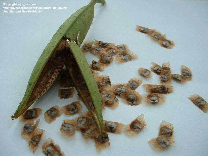 Orange Trumpet Vine Seeds - 100+ Campsis Radicans Seeds for Hummingbirds Orange Trumpet Vine Seeds - 100+ Campsis Radicans Seeds for Hummingbirds - Image 3