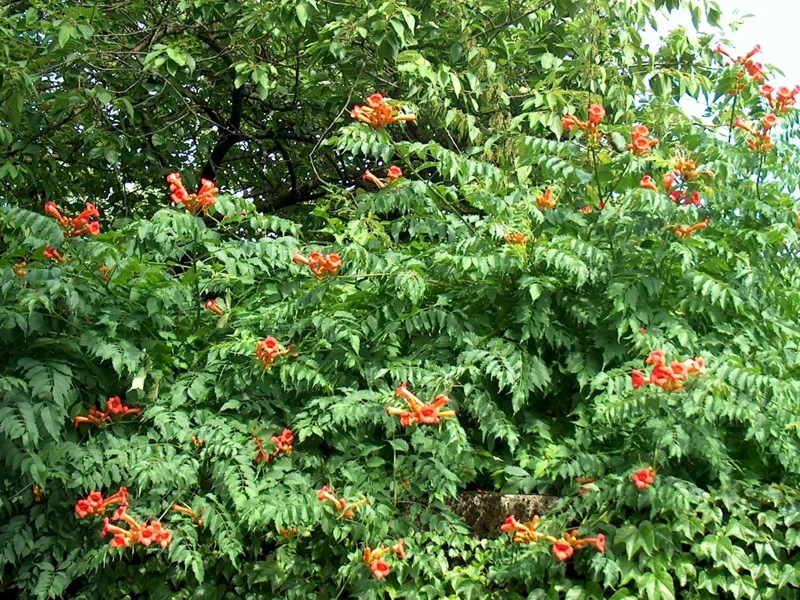 Orange Trumpet Vine Seeds - 100+ Campsis Radicans Seeds for Hummingbirds Orange Trumpet Vine Seeds - 100+ Campsis Radicans Seeds for Hummingbirds - Image 1