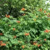 Orange Trumpet Vine Seeds - Campsis radicans - 100+ Seeds - Attracts Hummingbirds - Image 1