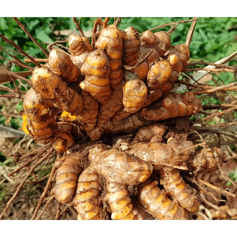 Orange Turmeric Roots for Planting - 15 Count Perennial Herb Tubers Orange Turmeric Roots for Planting - 15 Count Perennial Herb Tubers - Image 2
