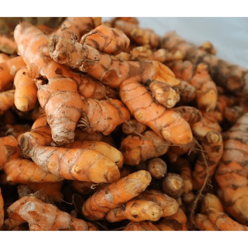 Orange Turmeric Roots for Planting - 15 Count Perennial Herb Tubers Orange Turmeric Roots for Planting - 15 Count Perennial Herb Tubers - Image 4