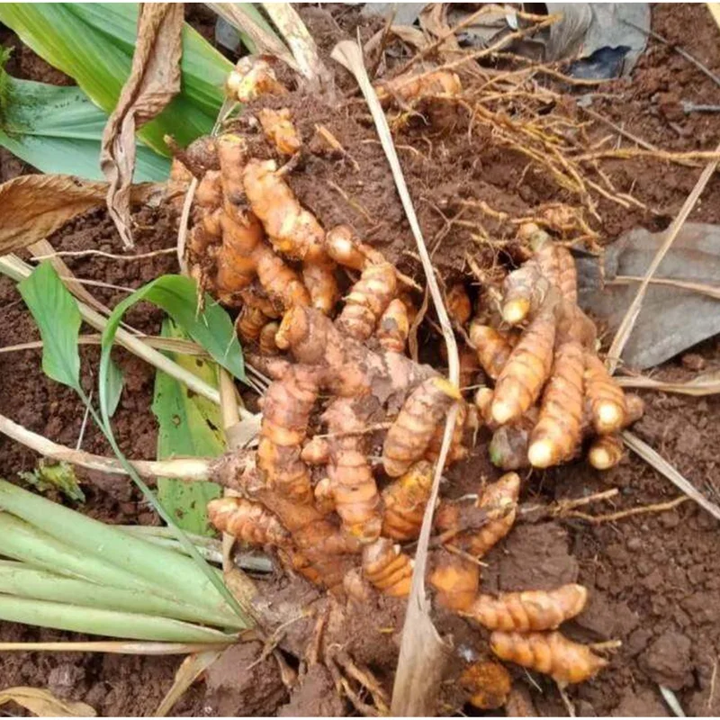 Orange Turmeric Roots for Planting - 15 Count Perennial Herb Tubers Orange Turmeric Roots for Planting - 15 Count Perennial Herb Tubers - Image 6