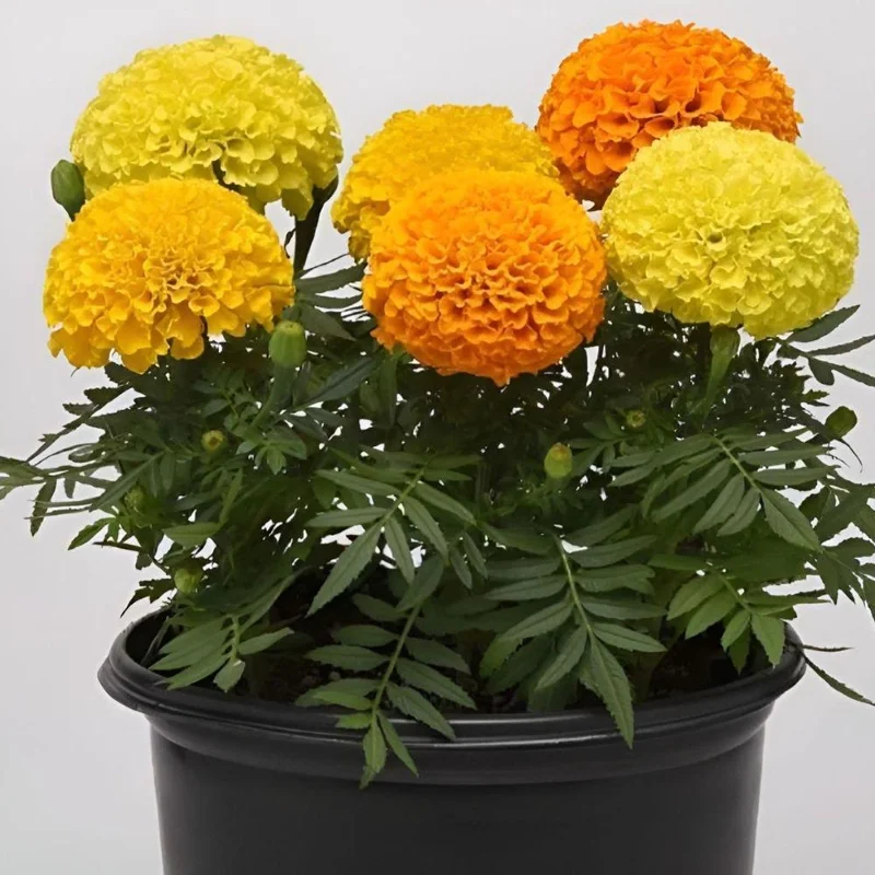 Orange Yellow Marigold Live Plant - 3 Pack, 5-8 Inch Tall Potted Flowers Orange Yellow Marigold Live Plant - 3 Pack, 5-8 Inch Tall Potted Flowers - Image 2