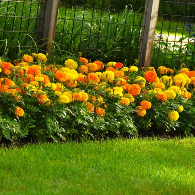 Orange Yellow Marigold Live Plant - 3 Pack, 5-8 Inch Tall Potted Flowers Orange Yellow Marigold Live Plant - 3 Pack, 5-8 Inch Tall Potted Flowers - Image 3