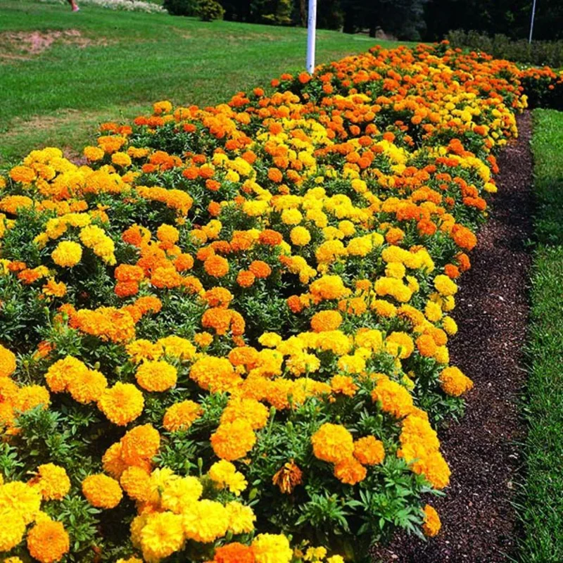 Orange Yellow Marigold Live Plant - 3 Pack, 5-8 Inch Tall Potted Flowers Orange Yellow Marigold Live Plant - 3 Pack, 5-8 Inch Tall Potted Flowers - Image 4