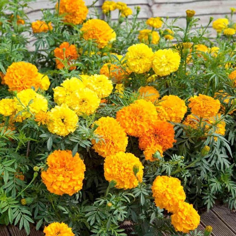 Orange Yellow Marigold Live Plant - 3 Pack, 5-8 Inch Tall Potted Flowers Orange Yellow Marigold Live Plant - 3 Pack, 5-8 Inch Tall Potted Flowers - Image 5