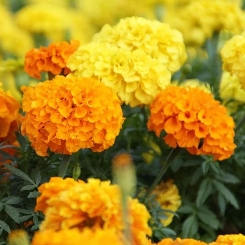 Orange Yellow Marigold Live Plant - 3 Pack, 5-8 Inch Tall Potted Flowers Orange Yellow Marigold Live Plant - 3 Pack, 5-8 Inch Tall Potted Flowers - Image 6