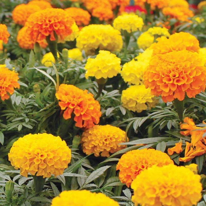 Orange Yellow Marigold Live Plant - 3 Pack, 5-8 Inch Tall Potted Flowers Orange Yellow Marigold Live Plant - 3 Pack, 5-8 Inch Tall Potted Flowers - Image 7