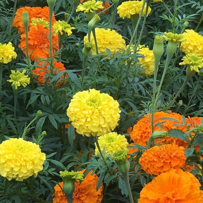 Orange Yellow Marigold Live Plant - 3 Pack, 5-8 Inch Tall Potted Flowers Orange Yellow Marigold Live Plant - 3 Pack, 5-8 Inch Tall Potted Flowers - Image 8