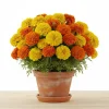 Orange Yellow Marigold Live Plant - 3 Pack, 5-8 Inch Tall Potted Flowers Orange Yellow Marigold Live Plant - 3 Pack, 5-8 Inch Tall Potted Flowers - Image 1