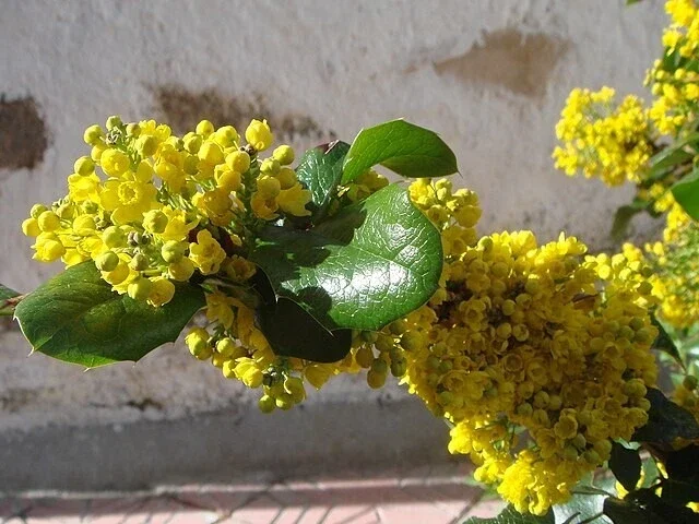 Oregon Grape Holly Seeds 50 Count - Native Wildflower Mahonia Aquifolium Perennial Outdoor Bush & Shrub Seeds - Image 2