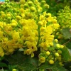 Oregon Grape Holly Seeds 50 Count - Native Wildflower Mahonia Aquifolium Perennial Outdoor Bush & Shrub Seeds - Image 1
