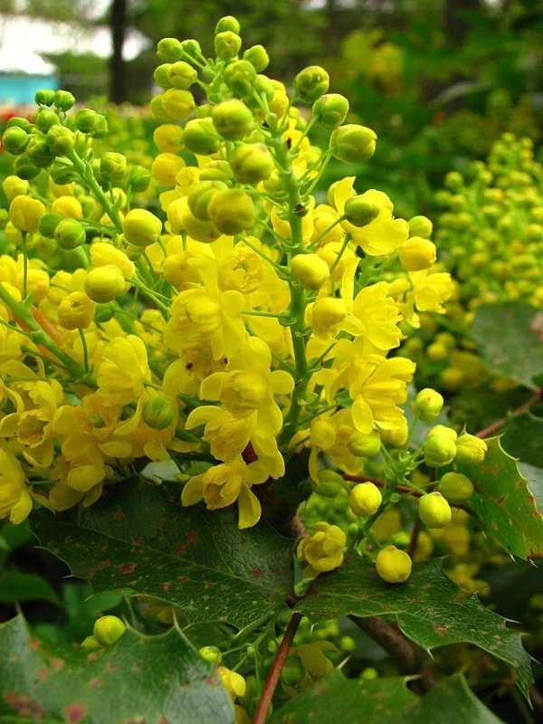 Oregon Grape Holly Seeds 50 Count - Native Wildflower Mahonia Aquifolium Perennial Outdoor Bush & Shrub Seeds - Image 1