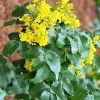 Oregon Grape Holly Seeds - Mahonia Aquifolium Native Wildflower, 51 Seeds, Outdoor Perennial - Image 1