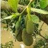 Organic Jackfruit Live Plant Seedling - Artocarpus Heterophyllus 6-12 inches Organic Jackfruit Live Plant Seedling - Artocarpus Heterophyllus 6-12 inches - Image 1