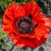 Oriental Poppy Seeds - Red Scarlet Perennial Flowers, Large, Non-GMO, 1000 Seeds - Image 1