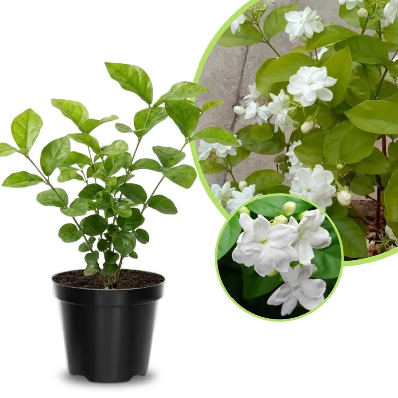 Orleans Jasmine Live Plant - Fragrant White Flower Blooms, 4-6 Inch Tall, Indoor/Outdoor - Image 2