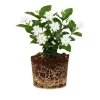 Orleans Jasmine Live Plant - Fragrant White Flower Blooms, 4-6 Inch Tall, Indoor/Outdoor - Image 1