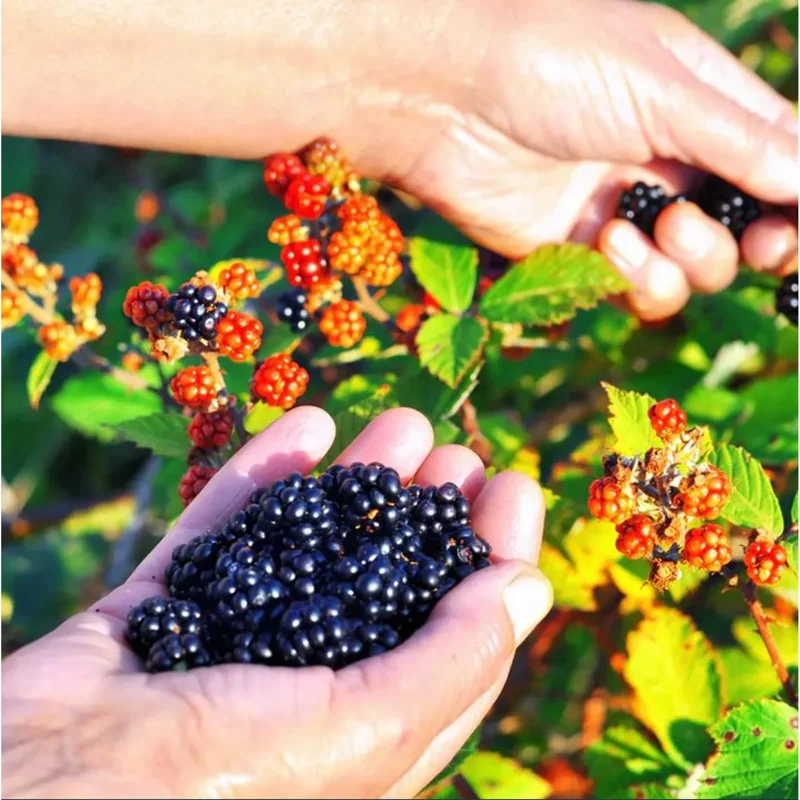 Osage Blackberry Live Plants - Pack of 2, Thornless Berry Bush, 4-8 Inch Tall Osage Blackberry Live Plants - Pack of 2, Thornless Berry Bush, 4-8 Inch Tall - Image 1