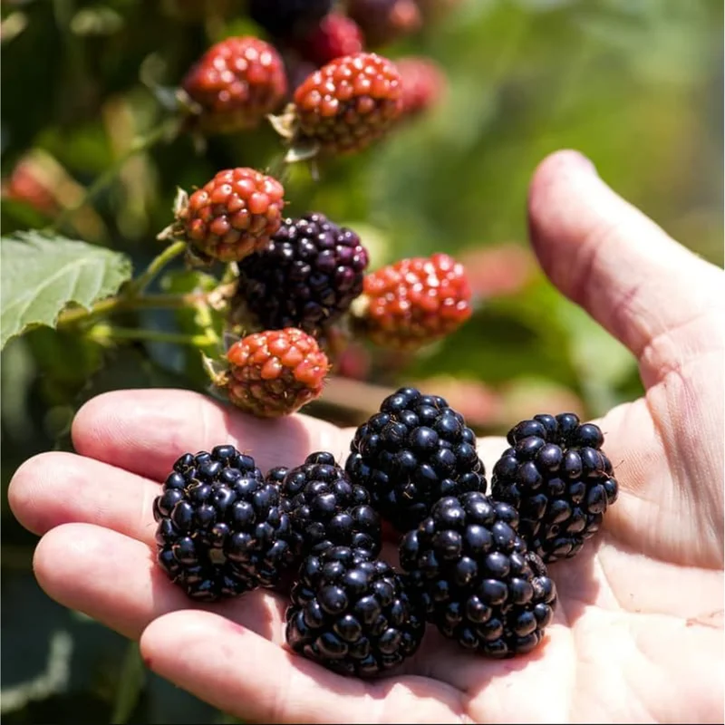 Osage Blackberry Live Plants - Pack of 2, Thornless Berry Bush, 4-8 Inch Tall Osage Blackberry Live Plants - Pack of 2, Thornless Berry Bush, 4-8 Inch Tall - Image 3