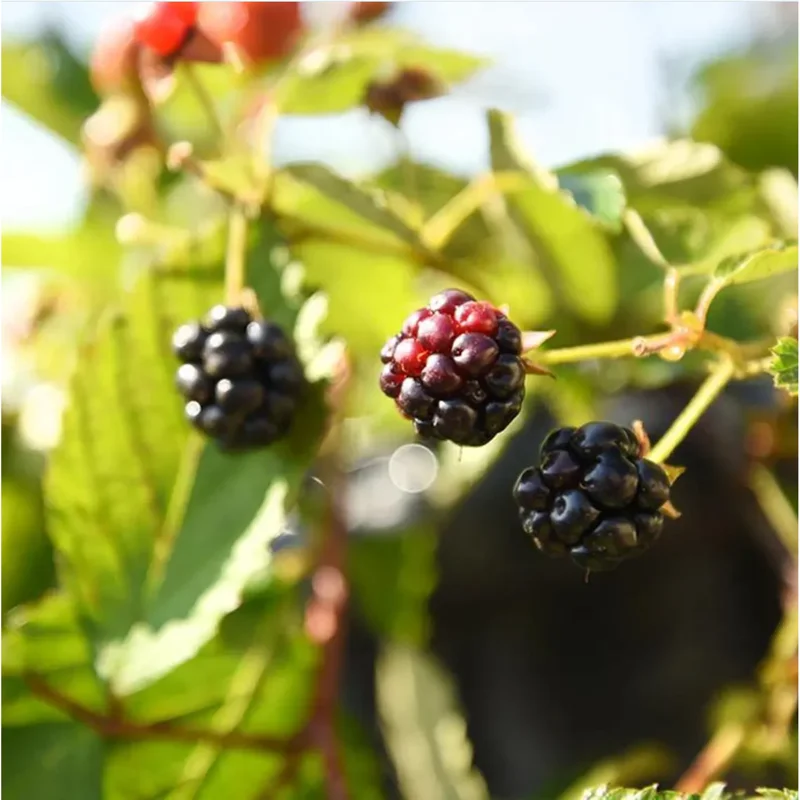 Osage Blackberry Live Plants - Pack of 2, Thornless Berry Bush, 4-8 Inch Tall Osage Blackberry Live Plants - Pack of 2, Thornless Berry Bush, 4-8 Inch Tall - Image 4