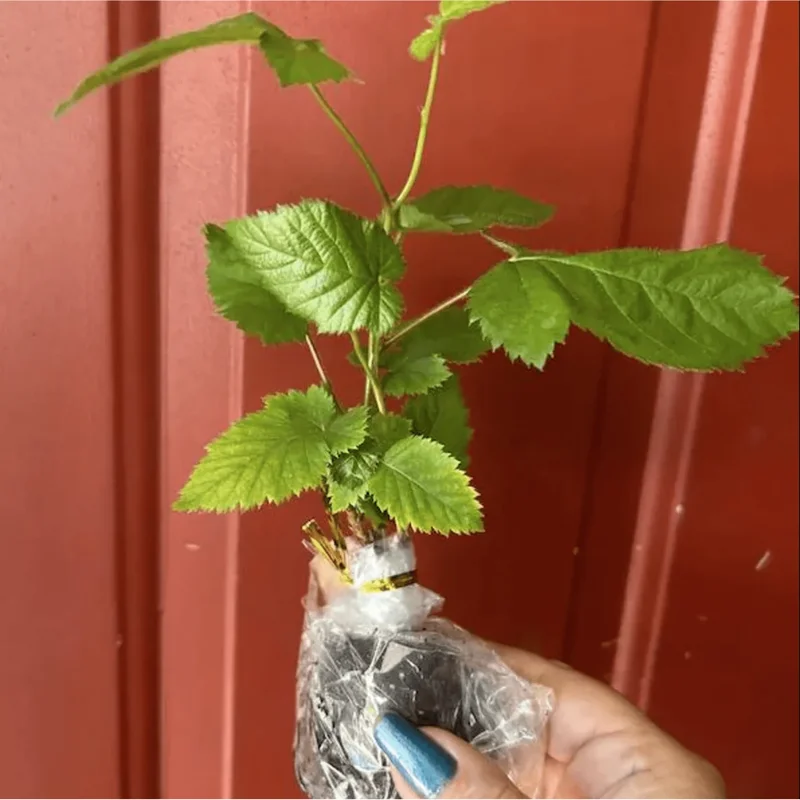 Osage Blackberry Live Plants - Pack of 2, Thornless Berry Bush, 4-8 Inch Tall Osage Blackberry Live Plants - Pack of 2, Thornless Berry Bush, 4-8 Inch Tall - Image 5