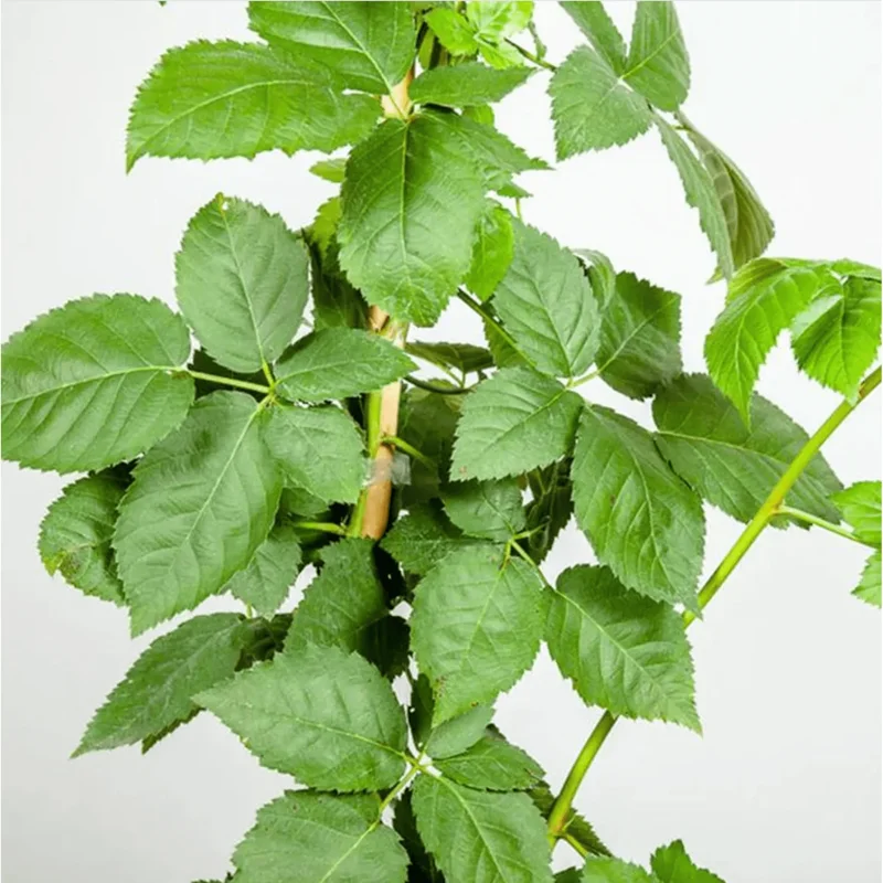 Osage Blackberry Live Plants - Pack of 2, Thornless Berry Bush, 4-8 Inch Tall Osage Blackberry Live Plants - Pack of 2, Thornless Berry Bush, 4-8 Inch Tall - Image 6