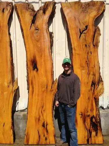 Osage Orange Tree (Maclura pomifera) Live Hedge Plant 16-24 Inches Tall - Outdoor Deciduous Osage Orange Tree (Maclura pomifera) Live Hedge Plant 16-24 Inches Tall - Outdoor Deciduous - Image 3