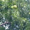 Osage Orange Tree (Maclura pomifera) Live Hedge Plant 16-24 Inches Tall - Outdoor Deciduous - Image 1