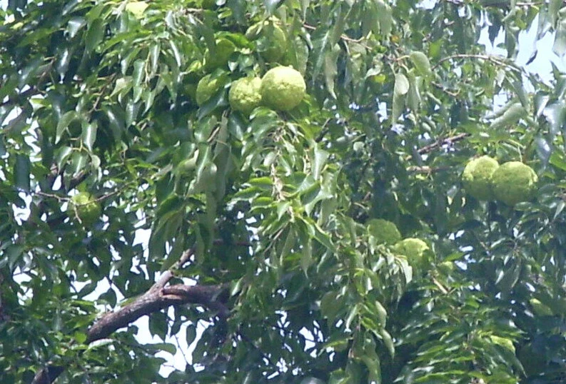 Osage Orange Tree (Maclura pomifera) Live Hedge Plant 16-24 Inches Tall - Outdoor Deciduous Osage Orange Tree (Maclura pomifera) Live Hedge Plant 16-24 Inches Tall - Outdoor Deciduous - Image 1