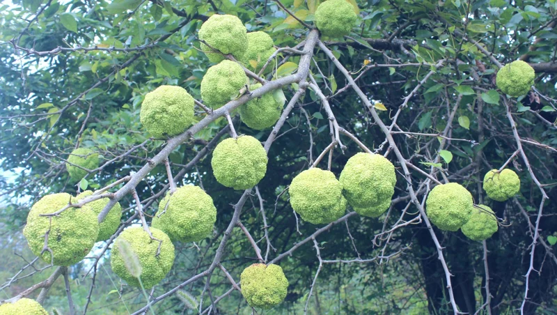 Osage Orange Tree (Maclura pomifera) Live Plant 16-24 Inches Tall for Hedges Osage Orange Tree (Maclura pomifera) Live Plant 16-24 Inches Tall for Hedges - Image 2